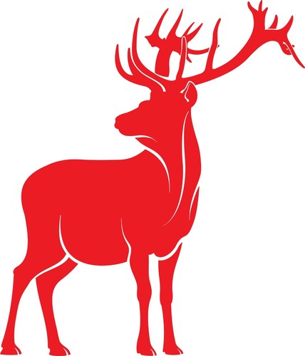 Wildlife animal stag - wildlife,