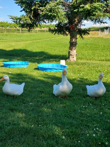 Jumbo pekin hatching duck eggs - duck,