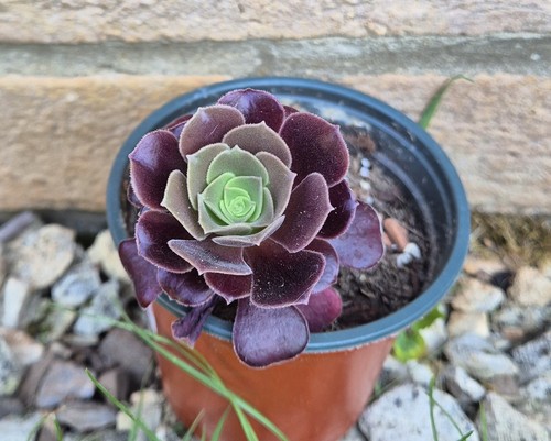 Aeonium arboreum velour - aeonium,