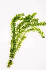 Egeria densa 500 bunches - densa,