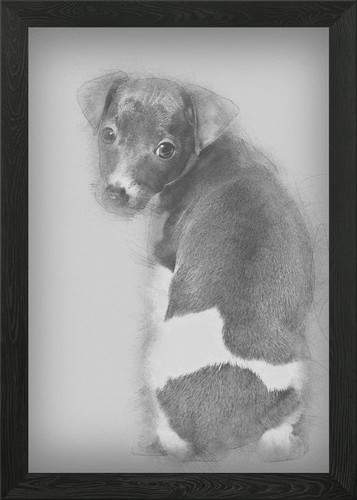 Italian greyhound puppy - italian, si