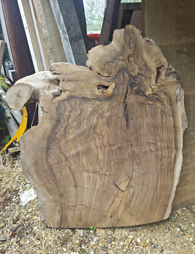Huge english walnut root live - english,