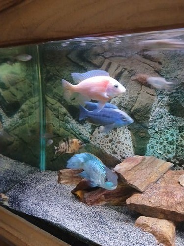 African cichlids sizes 3ins - sizes,