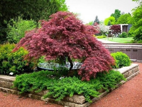 Acer tree japanese maple bush - japanese,