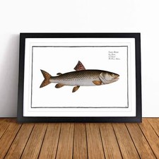 River-Salmon Fish Framed