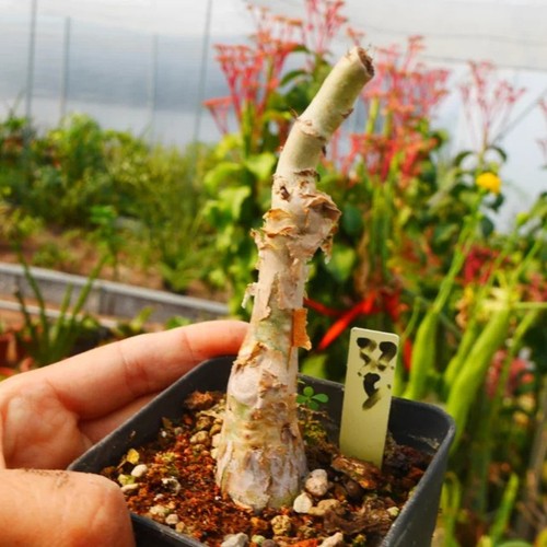 1piece 5cm seedgrowth - 1piece,