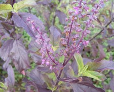 Ocimum tenuiflorum, Purple