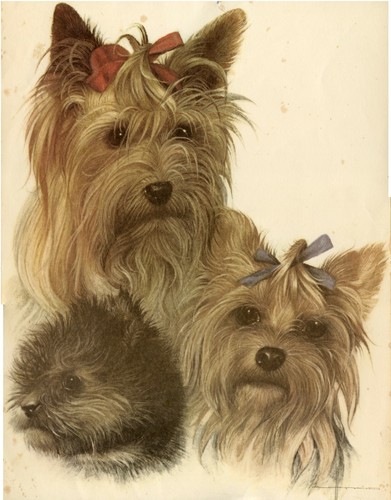 Yorkshire terrier dog - terrier, fine