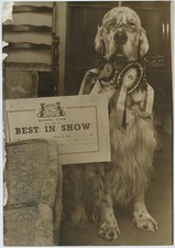 Crufts Winner 1977 English Setter Bournehouse Dancing Master Terry Press Photo