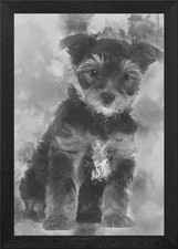 Yorkshire Terrier puppy 7