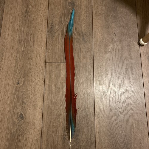Macaw feather red blue - feather, 21”