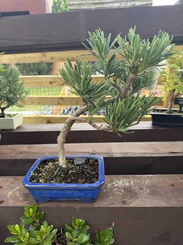 Pine bonsai - pine,