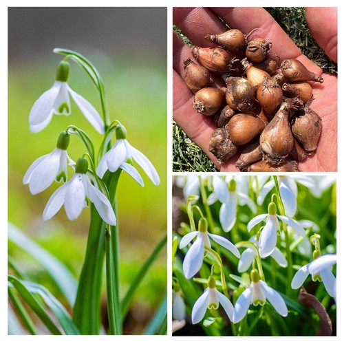 Snowdrop bulbs galanthus - snowdrop, |