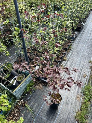 Purple copper beech - beech,