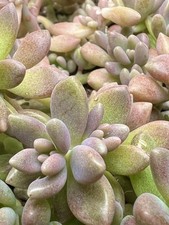 Graptopetalum MIRINAE pink