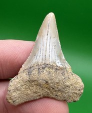 1.54” Thick GREAT WHITE