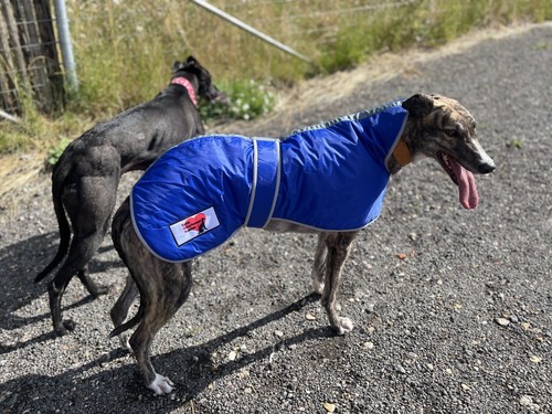 Greyhound winter coat - winter,