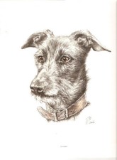Lurcher Head Study with Collar