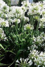 2 x Agapanthus African (ALBA) Lily 1.4 ltr POT FREE DELIVERY