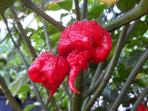 Fresh picked homegrown - fresh,