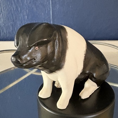 Saddleback pig black - pig.,