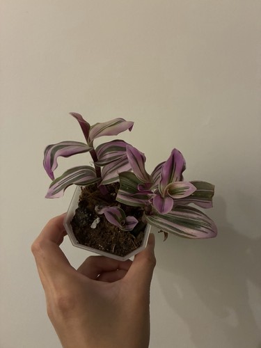 Tradescantia nanouk houseplant