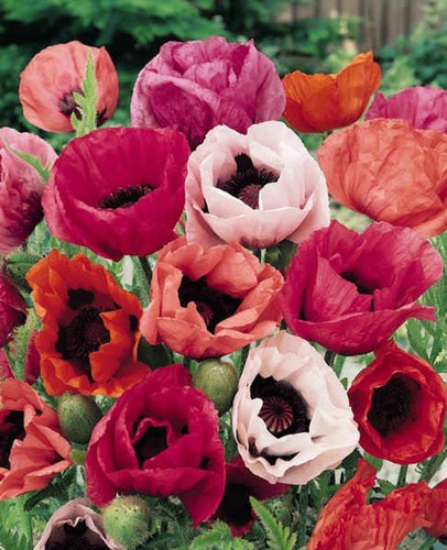 Dwarf poppy oriental - 6,