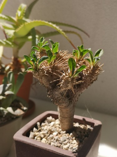 Euphorbia guillauminiana - ,