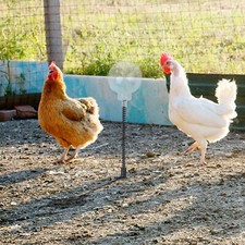 2PCS Chicken Treat Dispenser with Easy Setup for Gardens Lawns and Coops