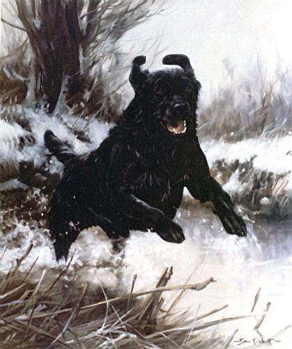 Labrado retriever black dog - labrado,