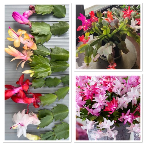 Mixed christmas cactus - christmas,