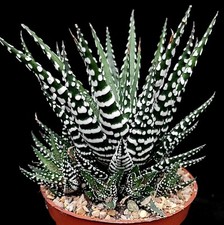 Haworthia zebrina zebra - haworthia, 'zebra