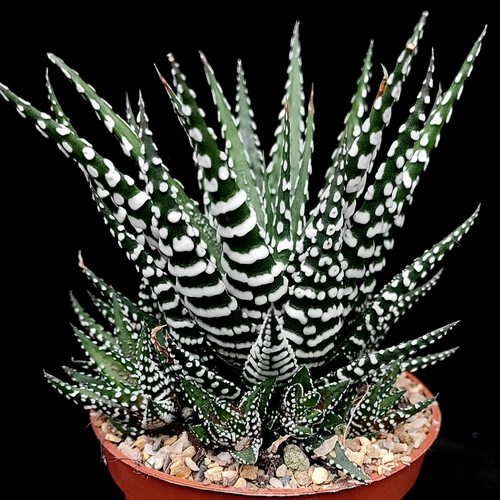 Haworthia zebrina zebra - haworthia, 'zebra