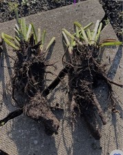 2kg Comfrey plants with roots and crown, Bocking 14, Organically grown