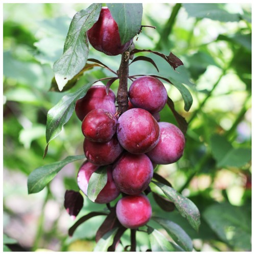 Big juicy victoria plum tree - victoria,