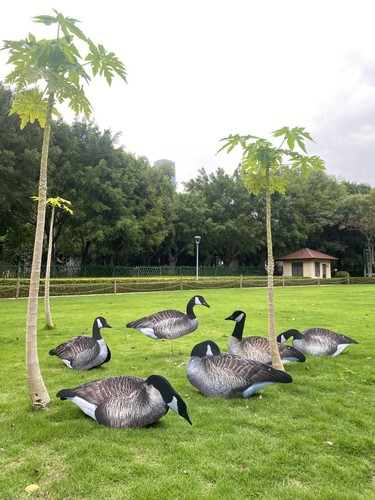 Canada geese photo real - geese,