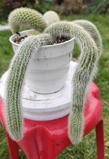 Monkey Tail 5 Thick heads