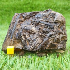 Belemnite battlefield/