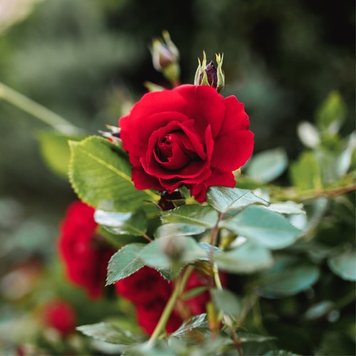 Crimson glory climbing rose - 'crimson,