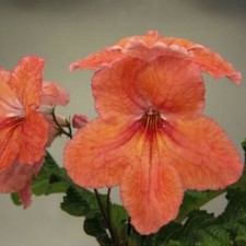 Streptocarpus DEM-Solar