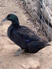 Cayuga Duck Eggs Pack of 6