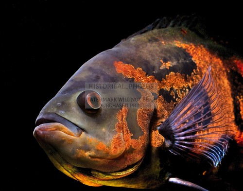 Oscar aquarium fish - fish, south