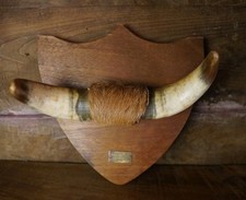 Mounted Bull Cow Horns On Plaque 1952 Taxidermy