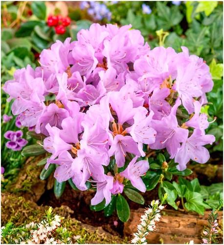 Litre dwarf rhododendron - 2, |