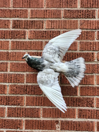 Flying wall mounted pigeon - wall,