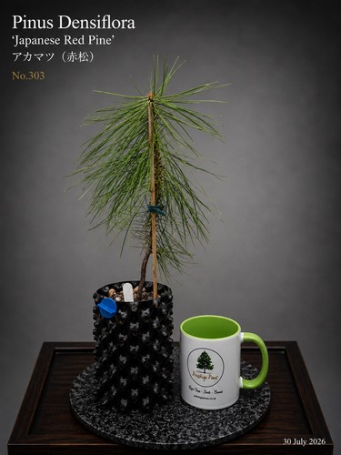 Japanese red pine pinus - japanese,