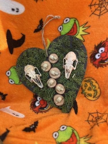 Rabbit skulls oddity taxidermy - skulls,