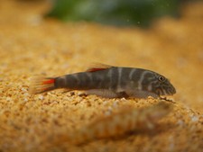 Bloody mary hillstream loach - bloody,