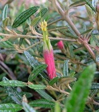 CORREA  decumbens . .AUSTRALIAN FUCHSIA,RARE EVERGREEN  9cms  pot