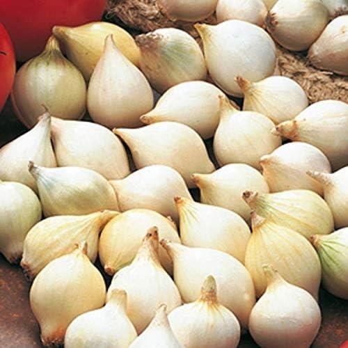 Onion set sets white - set/sets, 'white